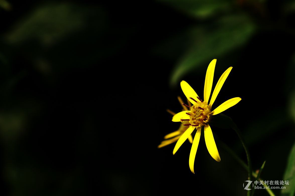 小野黄花