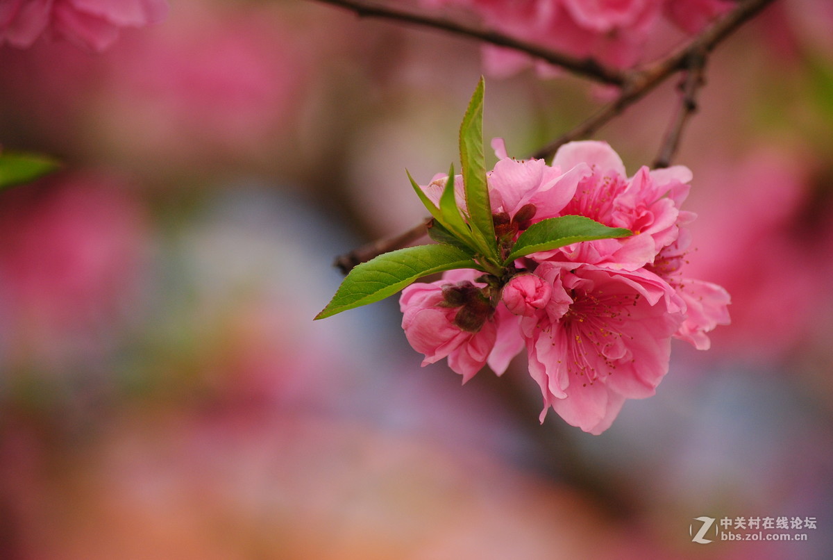 春枝——桃花