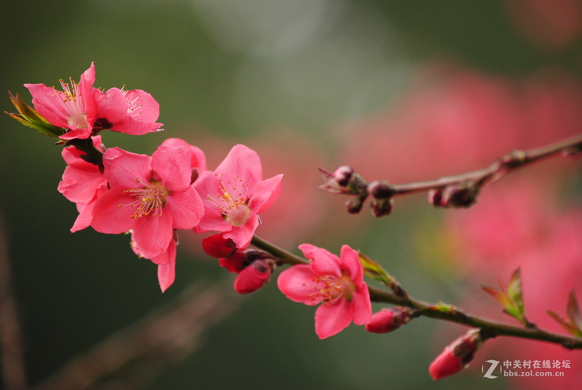 春枝——桃花