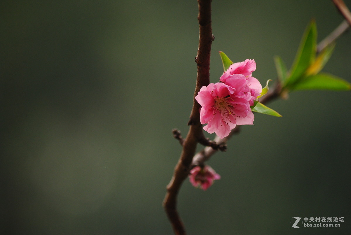 春枝——桃花