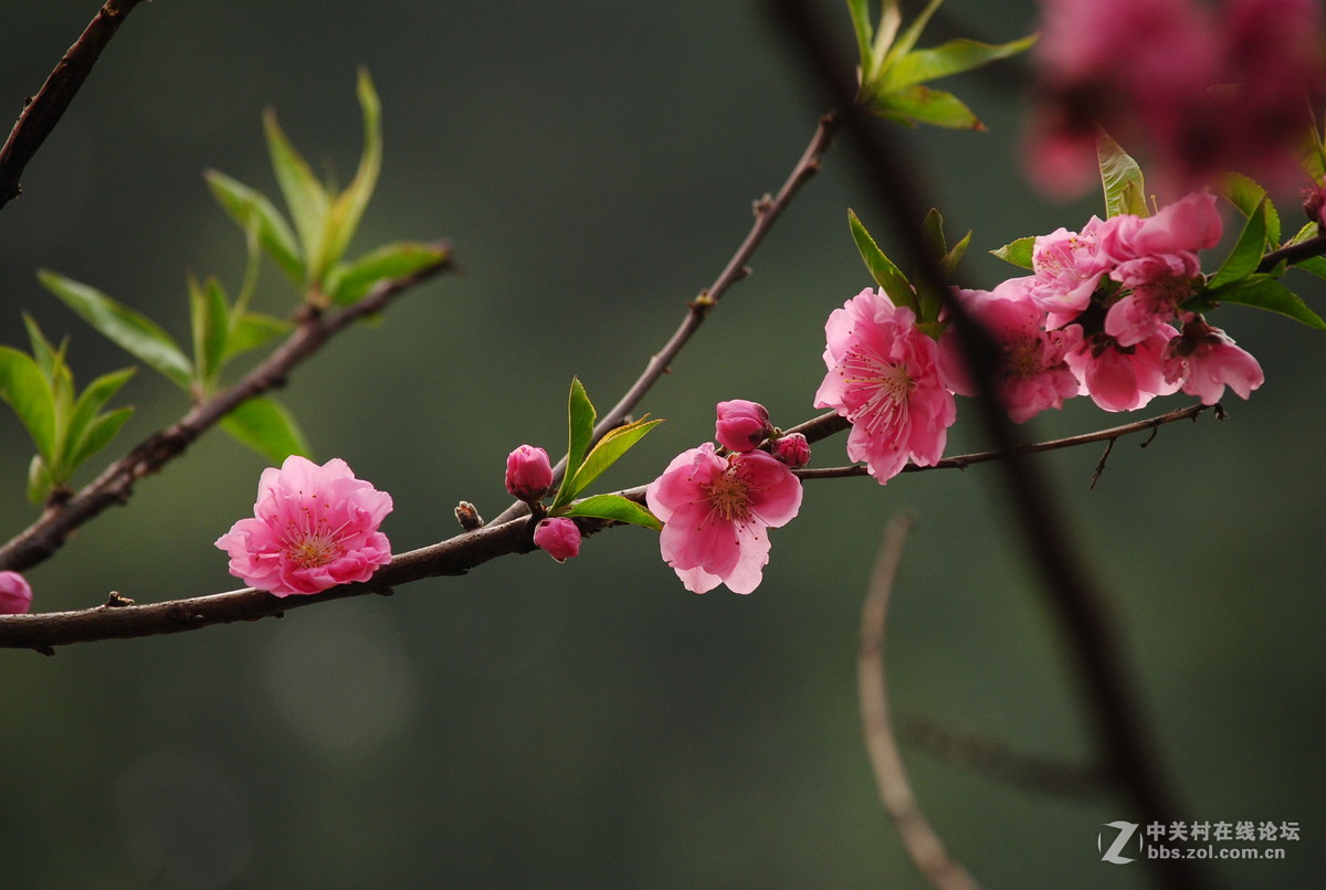 春枝——桃花