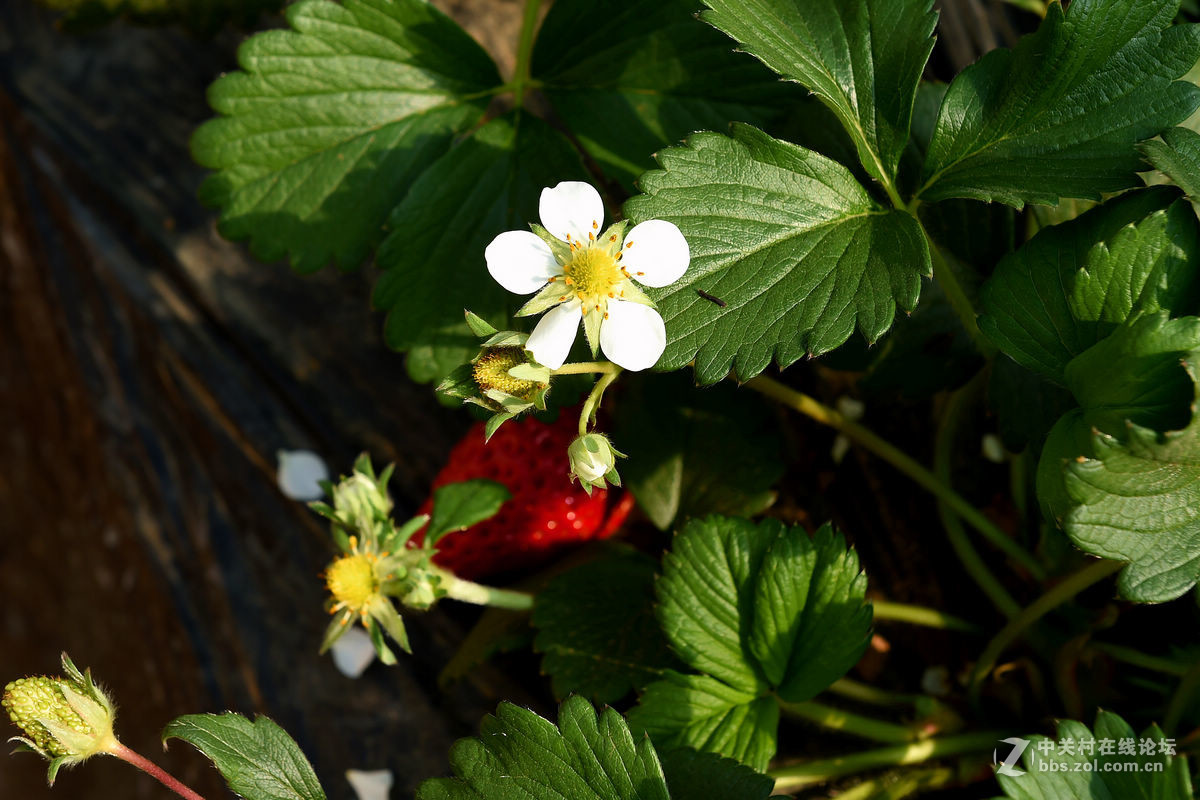 密云南山圣水采摘草莓