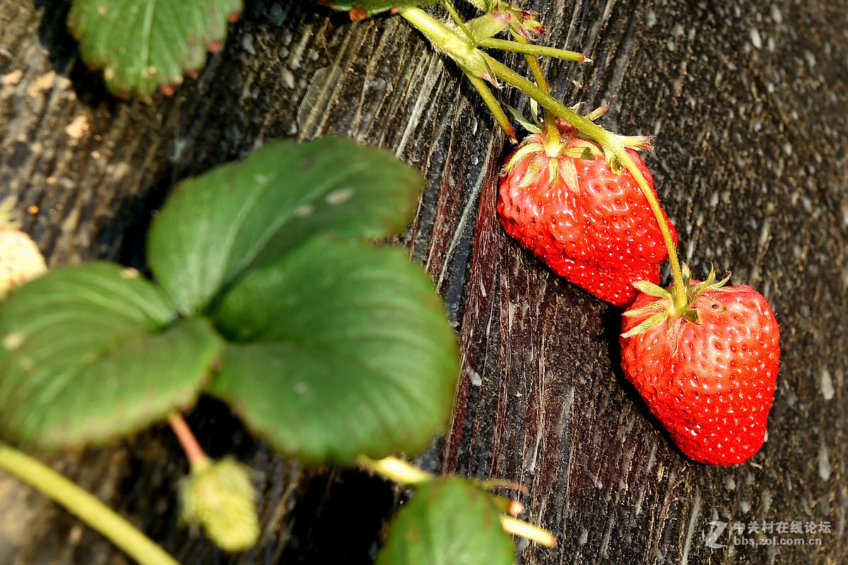 密云南山圣水采摘草莓