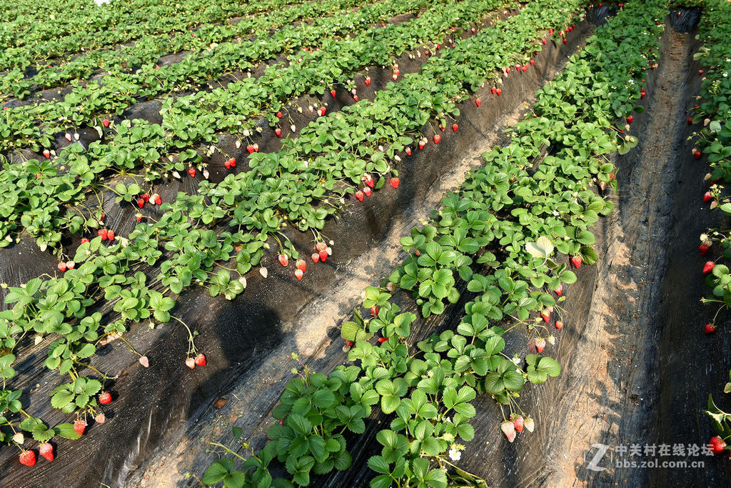 密云南山圣水采摘草莓