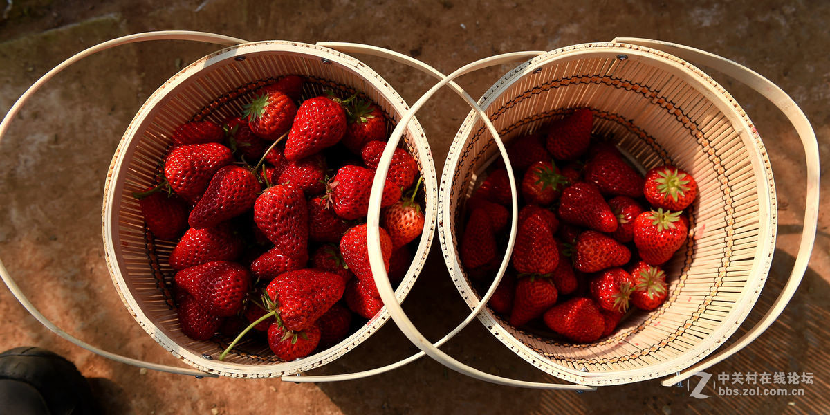 密云南山圣水采摘草莓