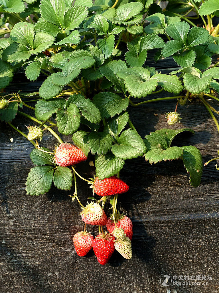 密云南山圣水采摘草莓