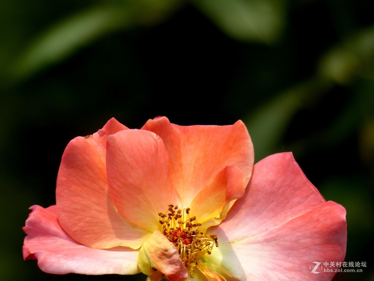 学拍花，请多多指教。