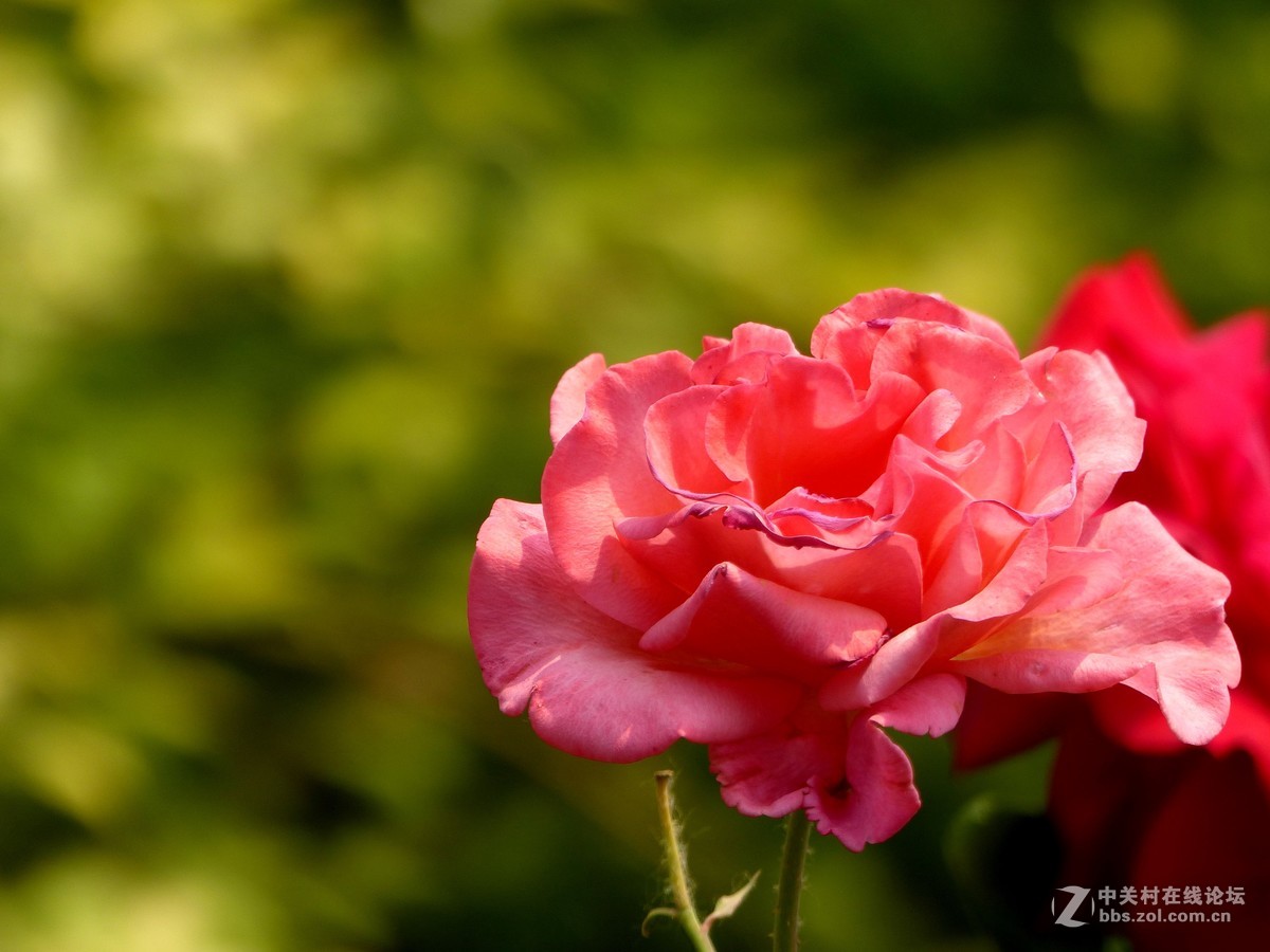 学拍花，请多多指教。