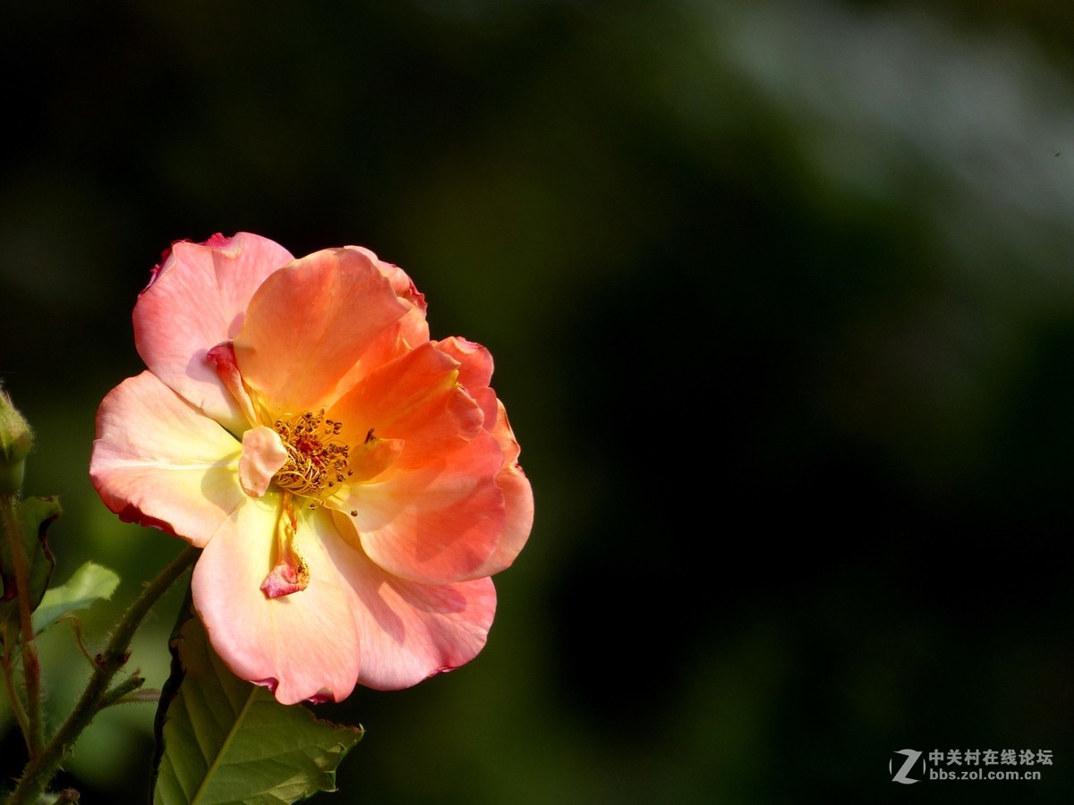 学拍花，请多多指教。