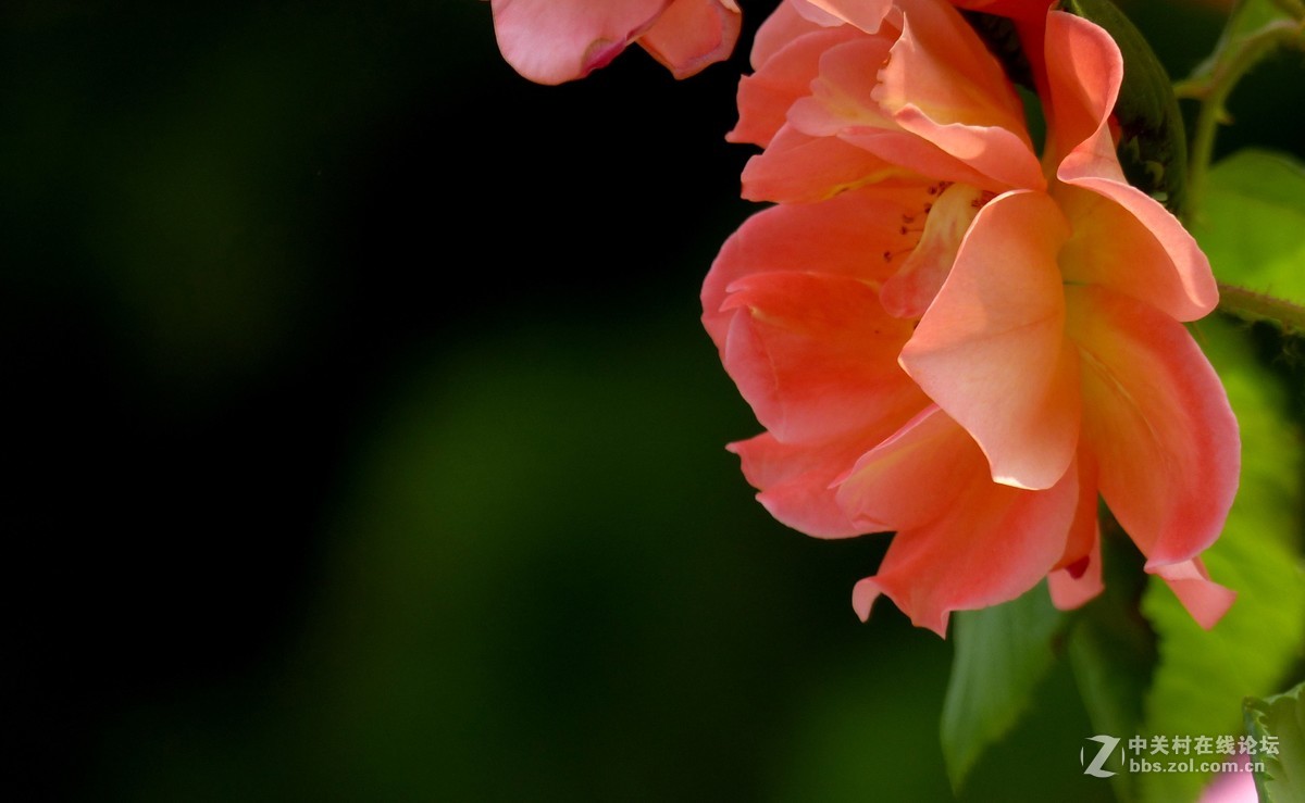 学拍花，请多多指教。