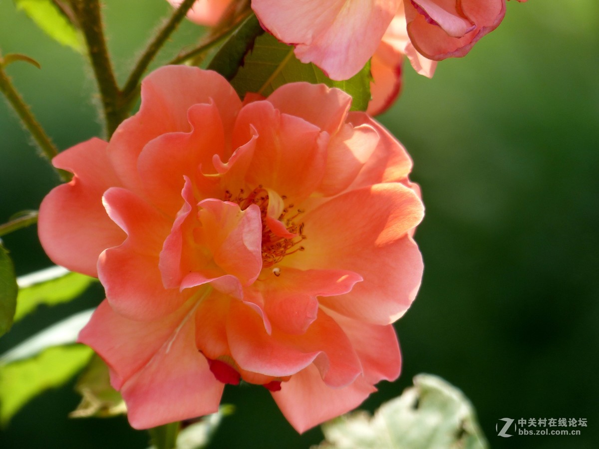 学拍花，请多多指教。