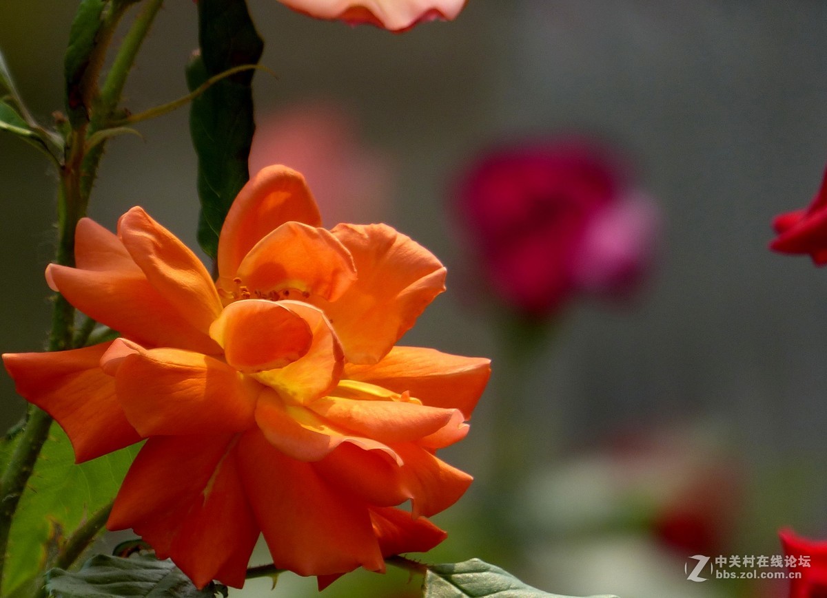 学拍花，请多多指教。