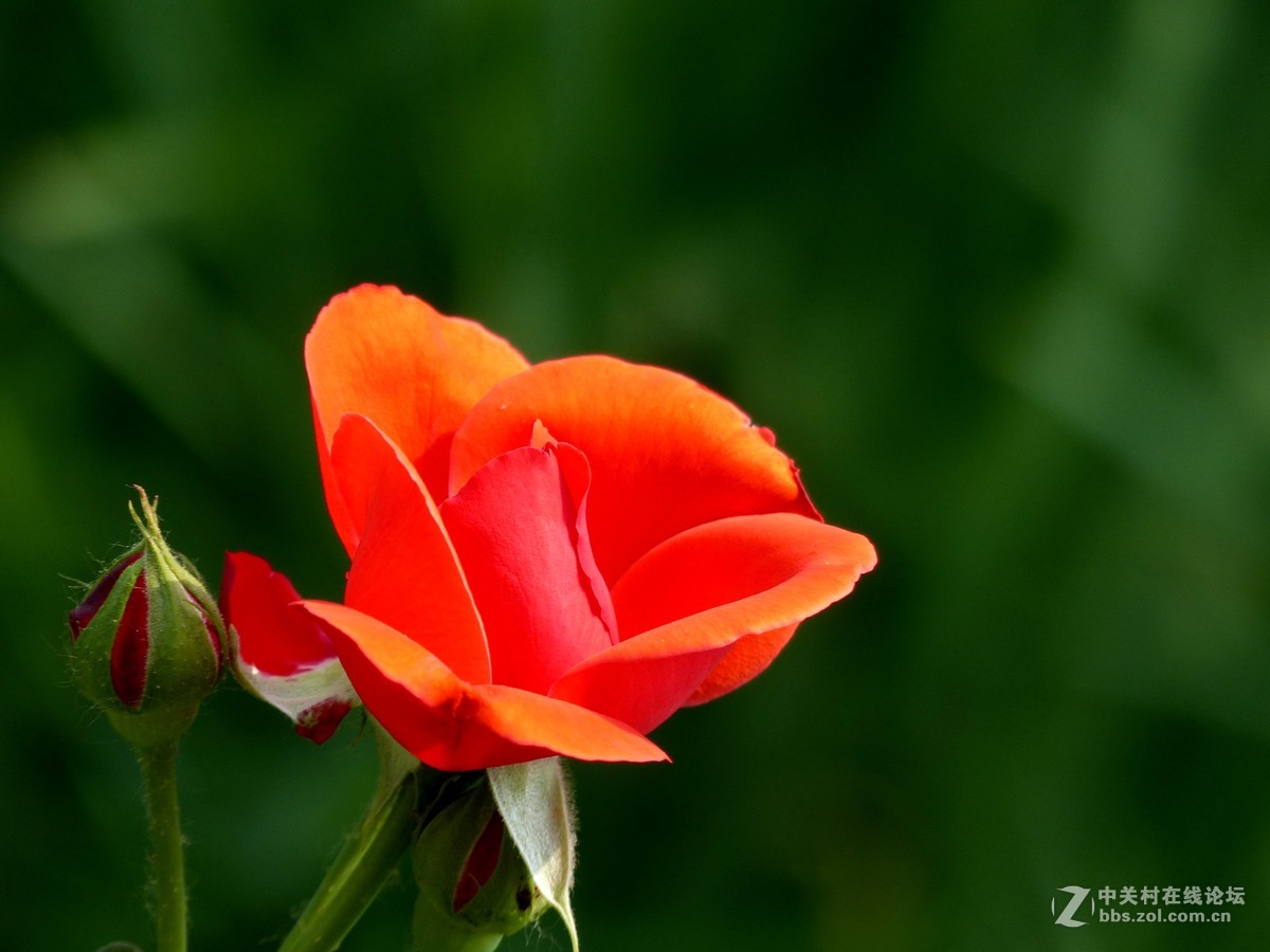 学拍花，请多多指教。