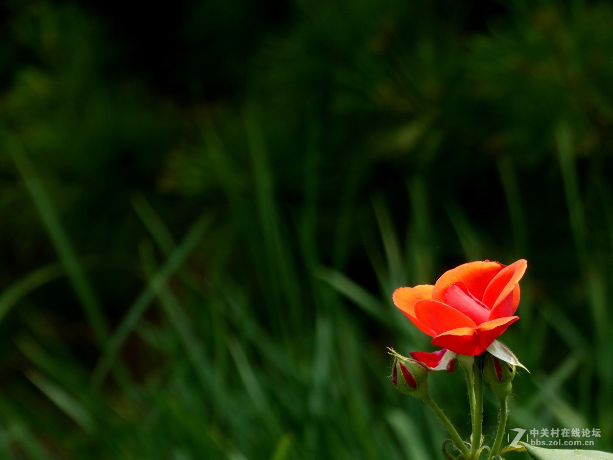学拍花，请多多指教。