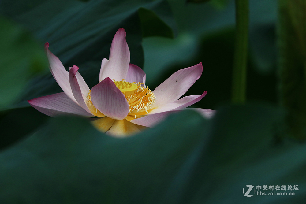 170713小二黑晨拍！