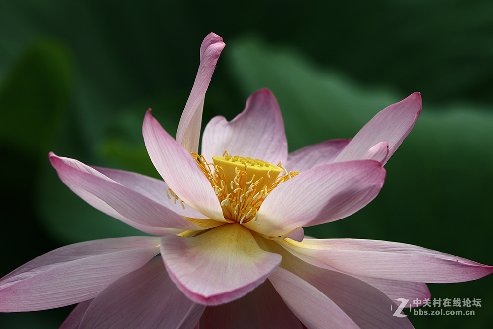 170713小二黑晨拍！