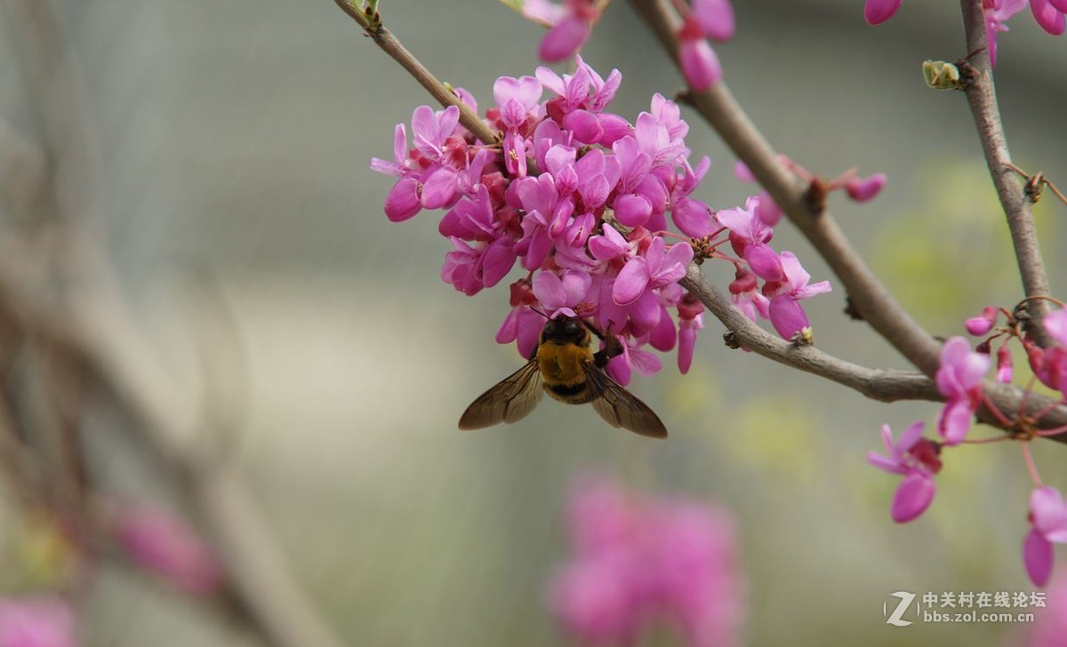 豆角花丛中的大牛蜂