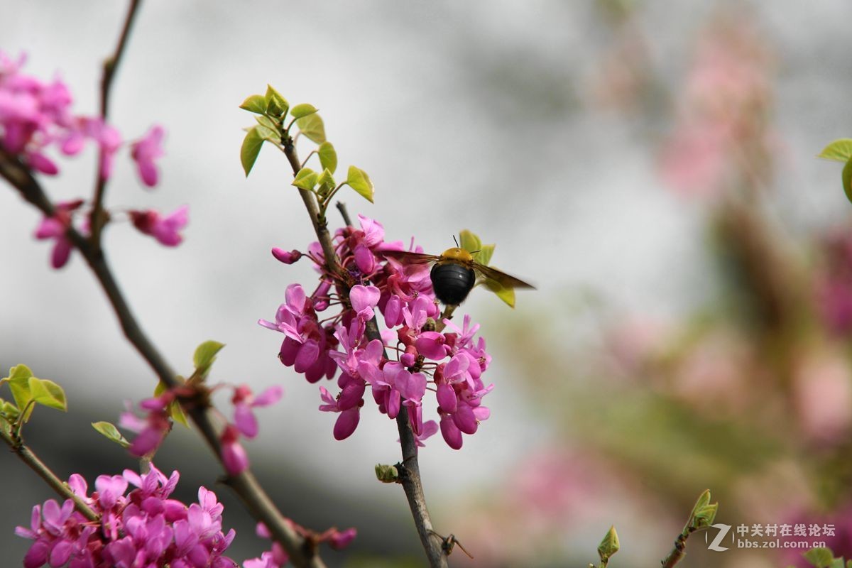 豆角花丛中的大牛蜂