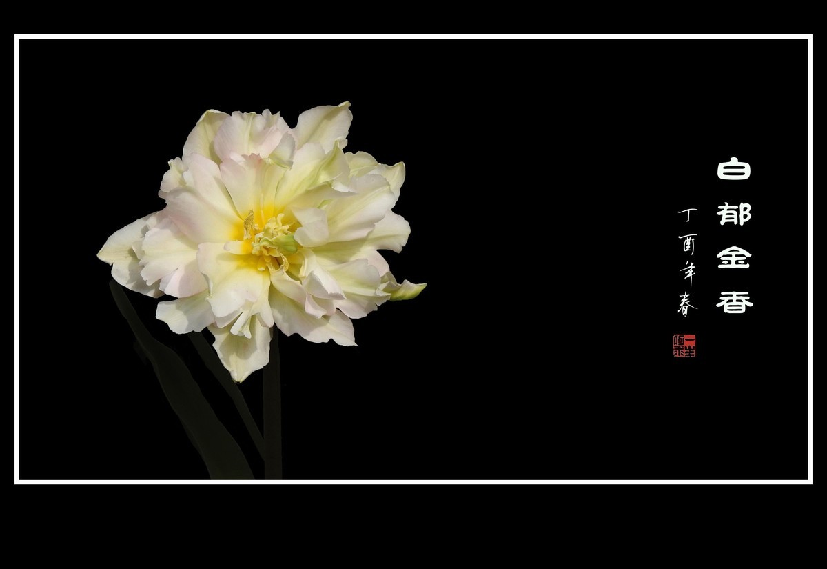 素雅洁白的郁金香