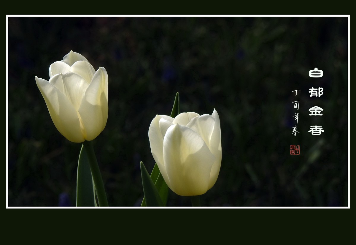 素雅洁白的郁金香