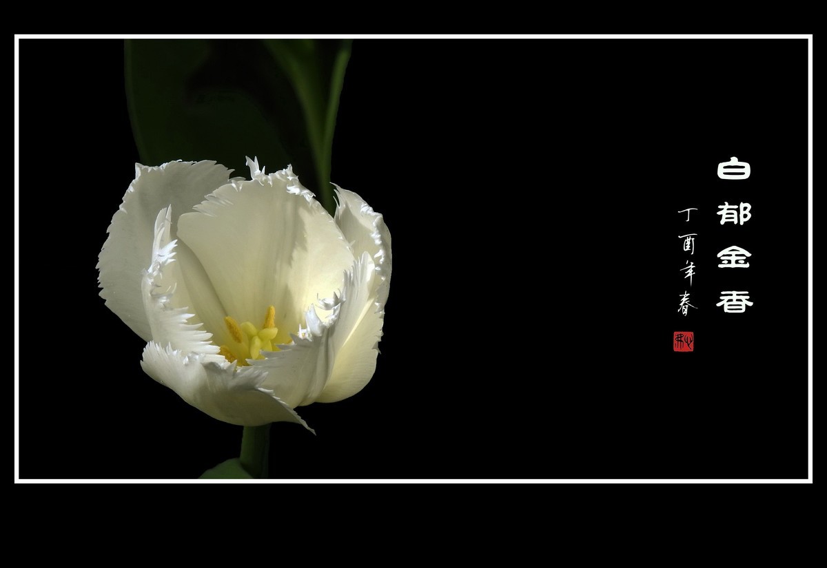 素雅洁白的郁金香