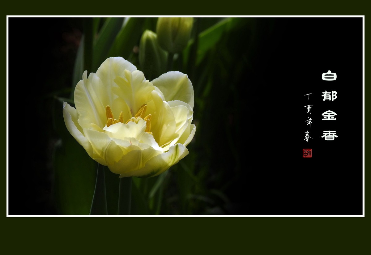 素雅洁白的郁金香