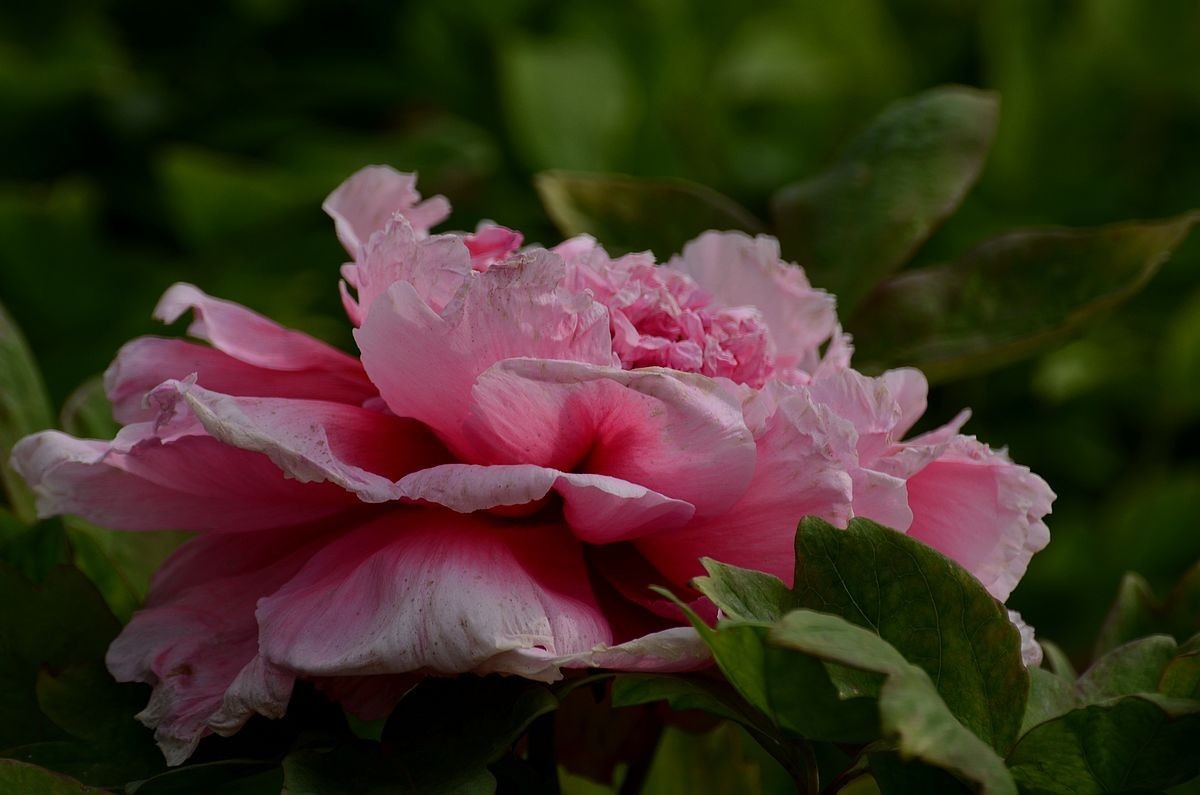 圆 明 园 -------- 牡 丹  花