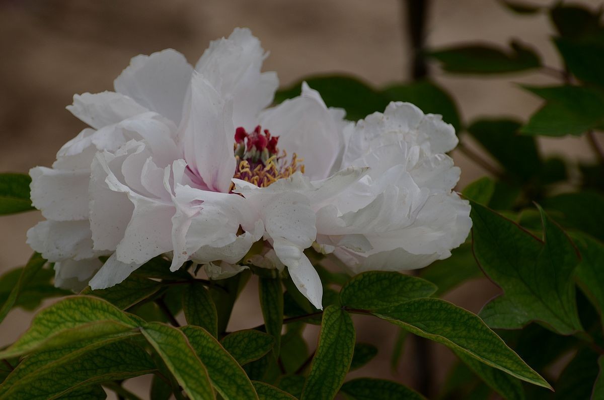 圆 明 园 -------- 牡 丹  花