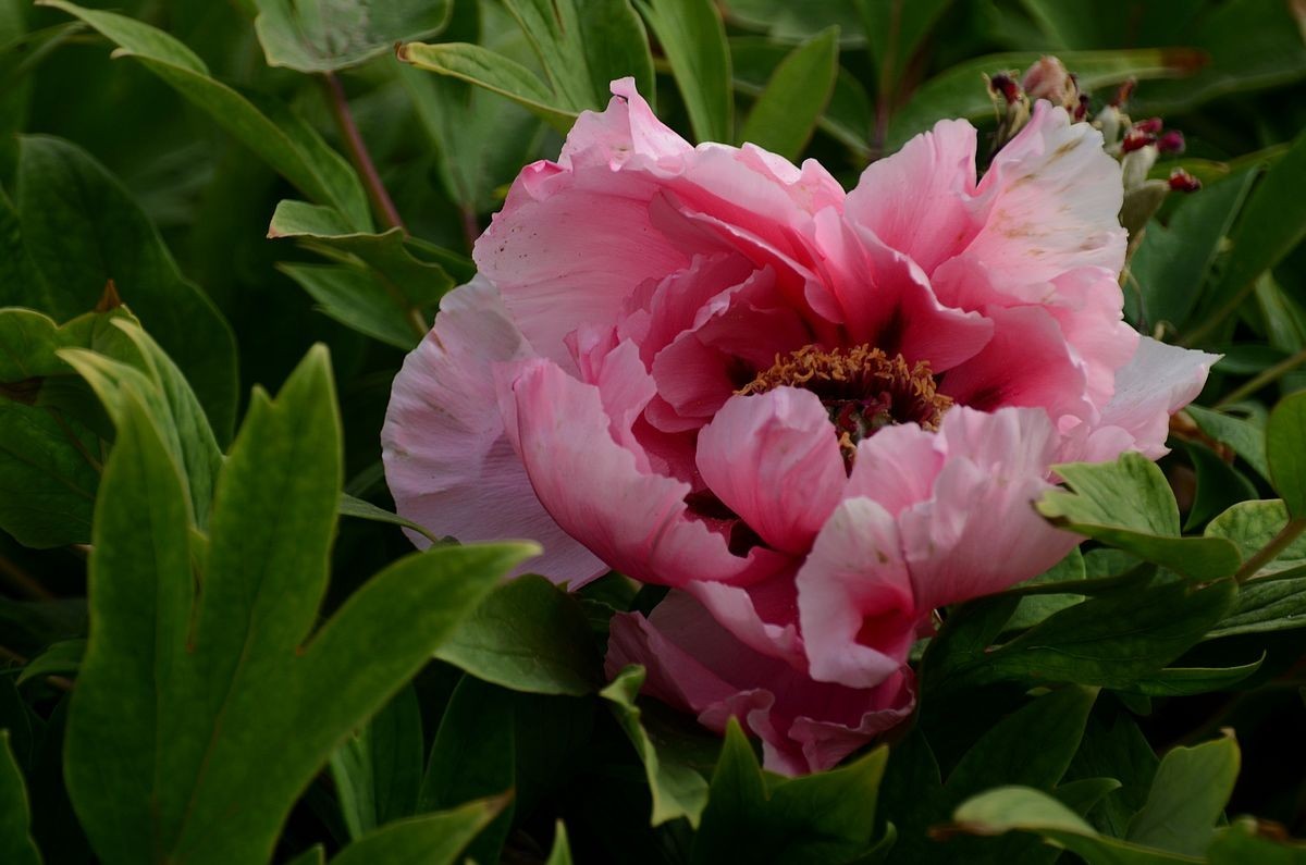 圆 明 园 -------- 牡 丹  花