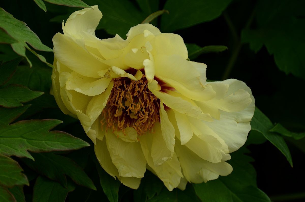 圆 明 园 -------- 牡 丹  花