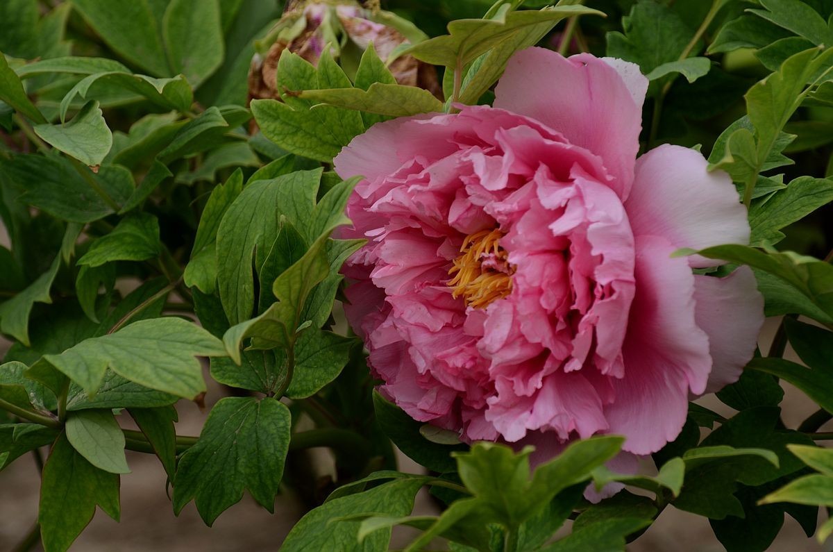 圆 明 园 -------- 牡 丹  花