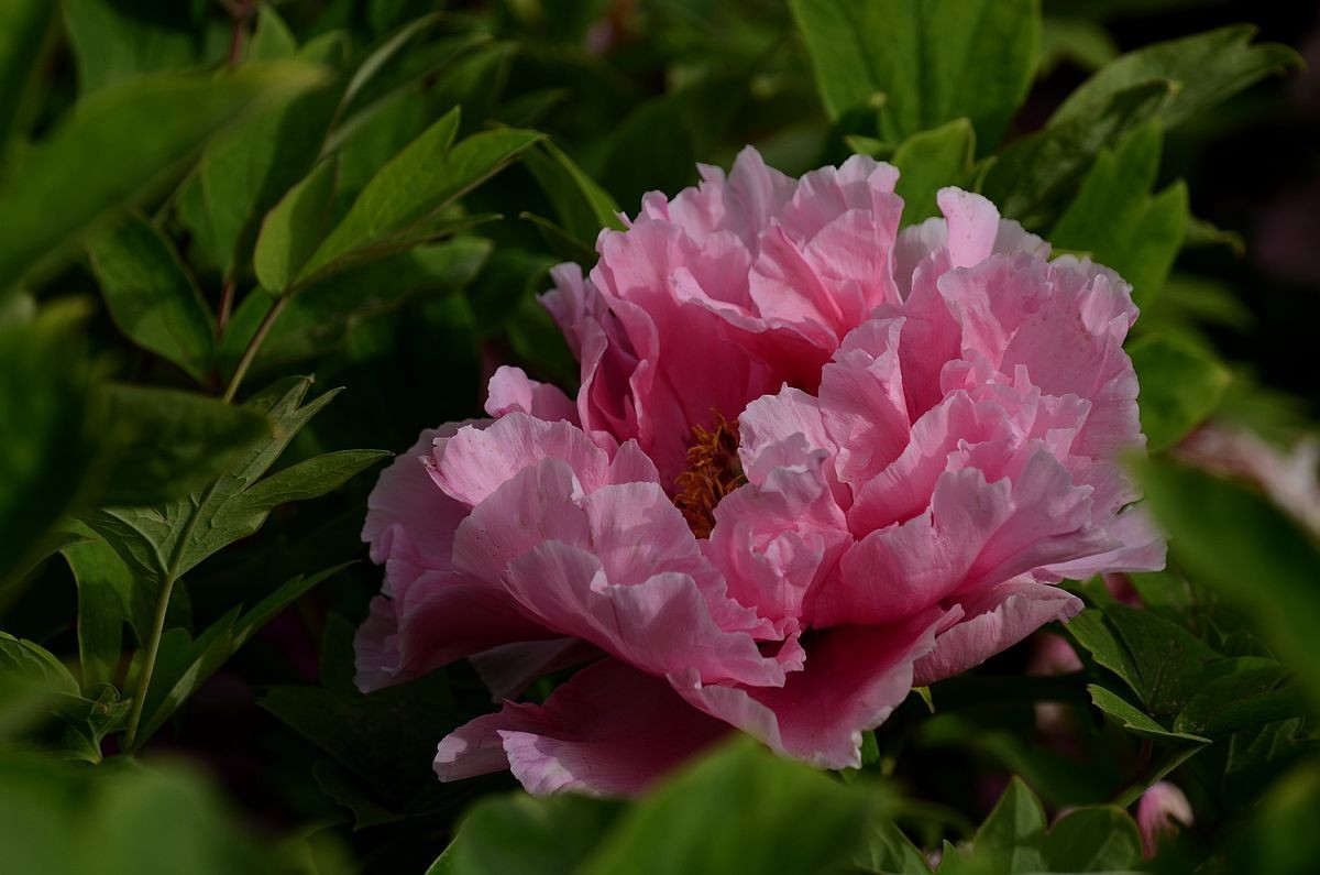 圆 明 园 -------- 牡 丹  花
