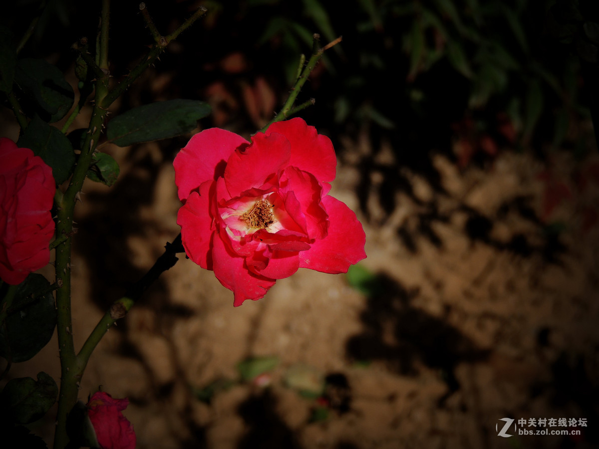 一组小花