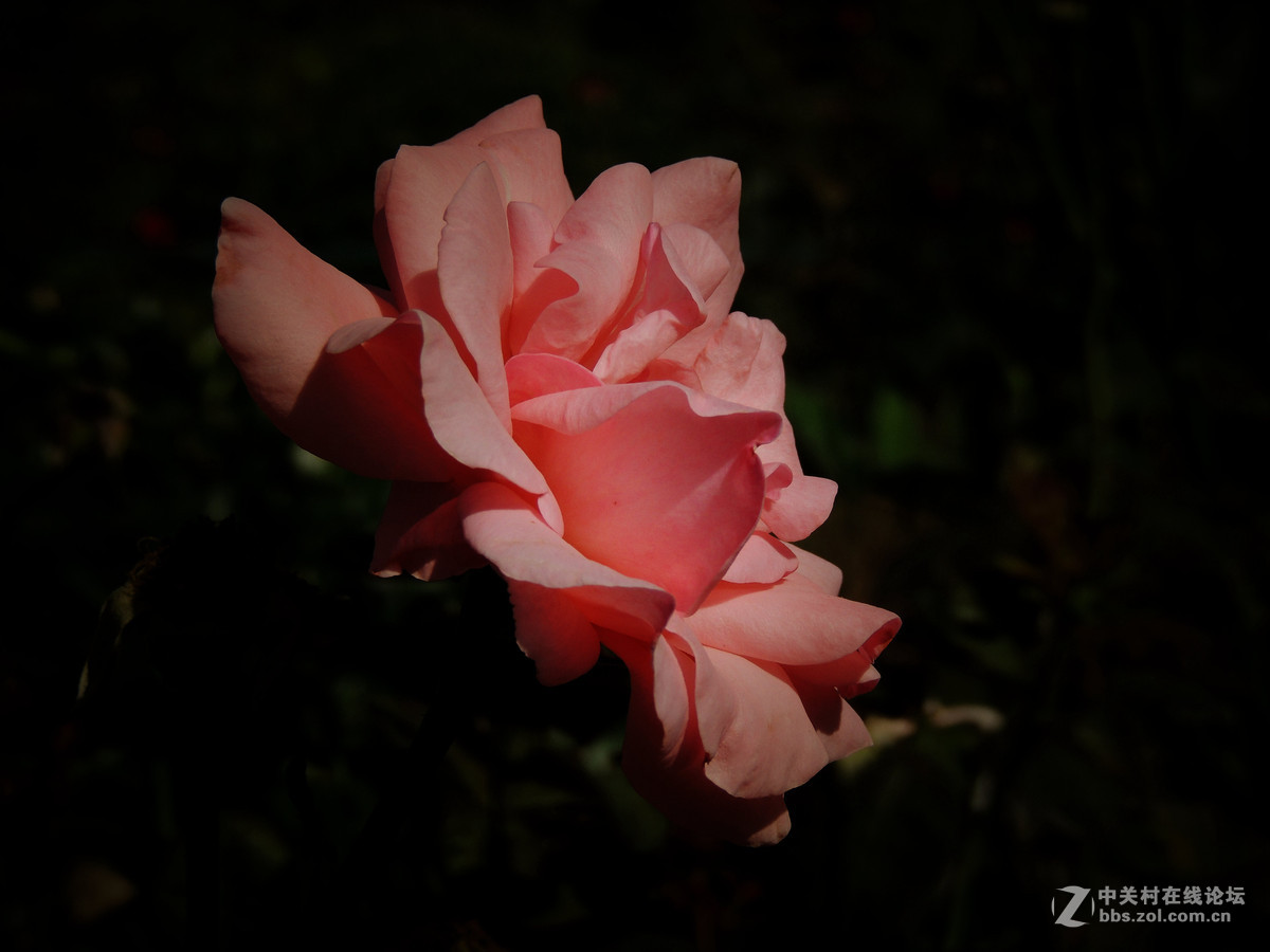 一组小花