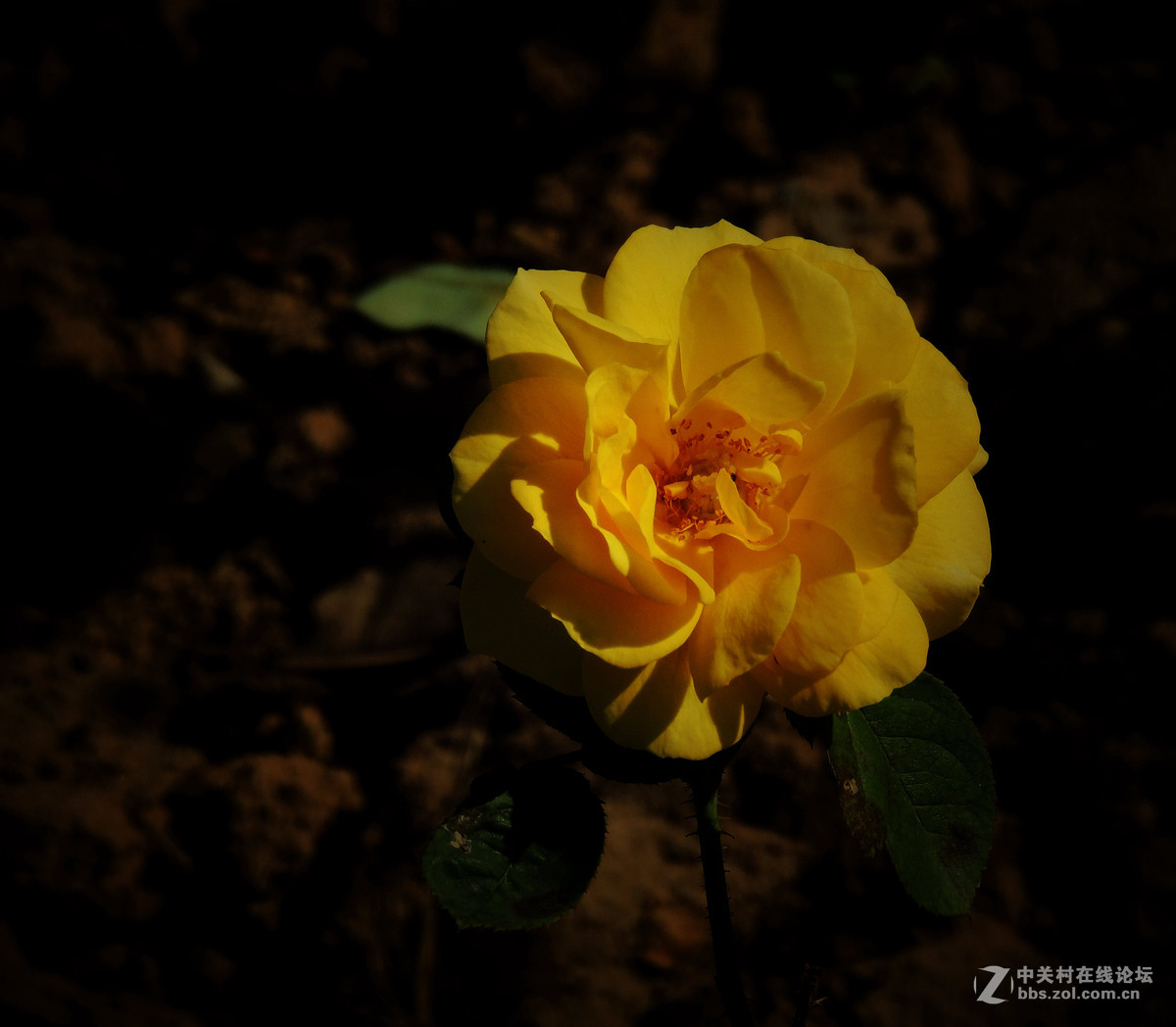一组小花