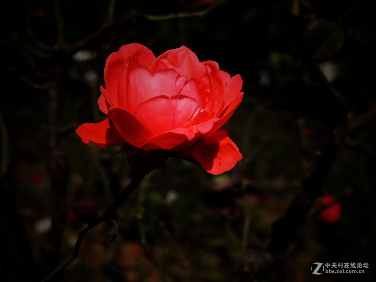 一组小花