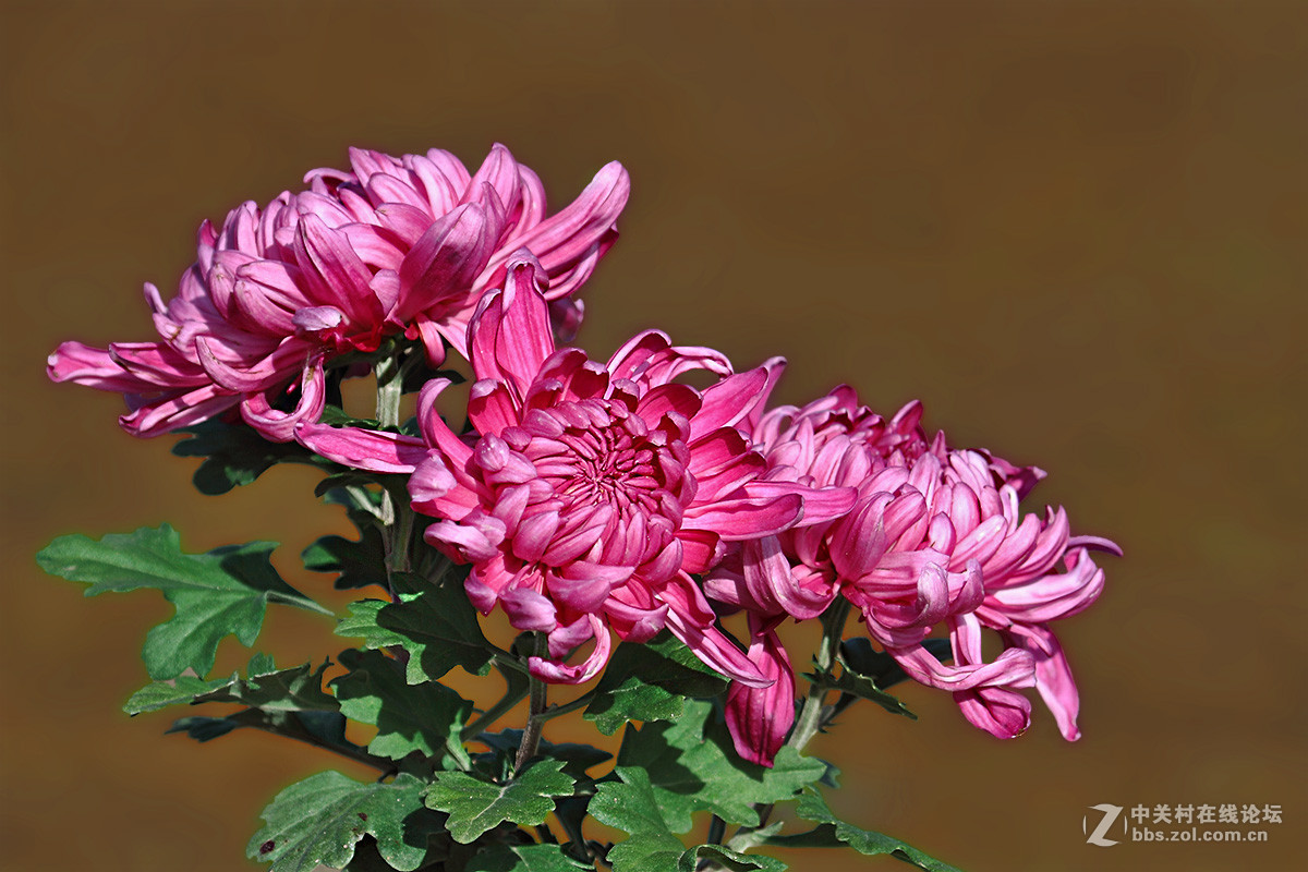 #版主坐堂# 【南京星空(中国)】2015年份11月部分优秀作品欣赏