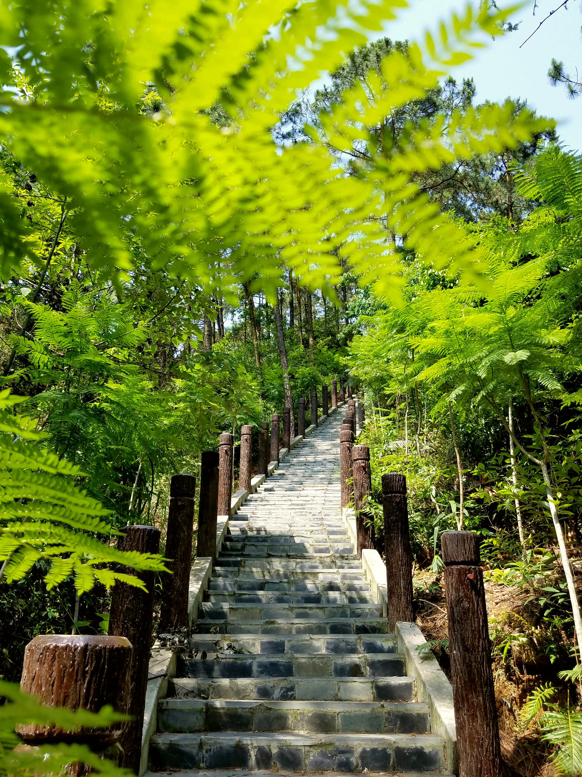 中山市田心森林公园图片