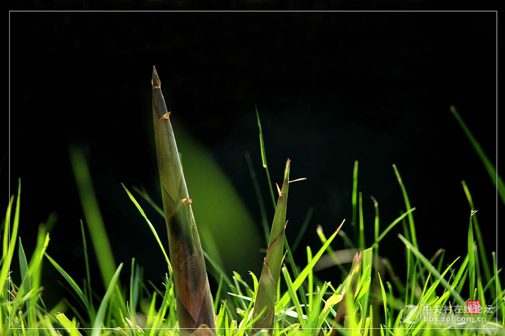 春笋-中关村在线摄影论坛