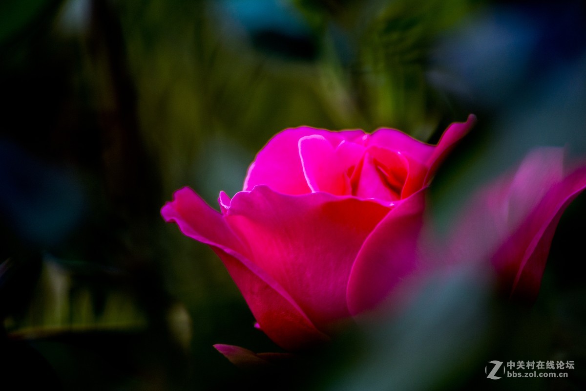 #ZOL月赛-四月物语#+魅影