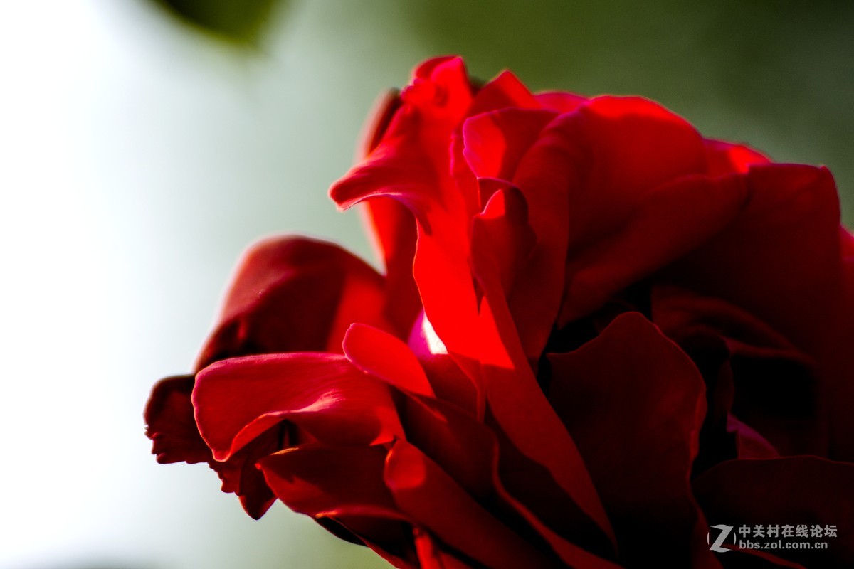 #ZOL月赛-四月物语#+魅影