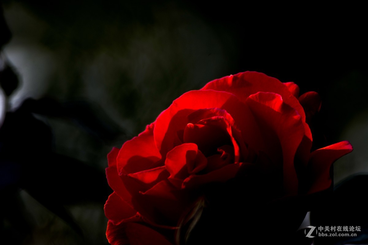 #ZOL月赛-四月物语#+魅影