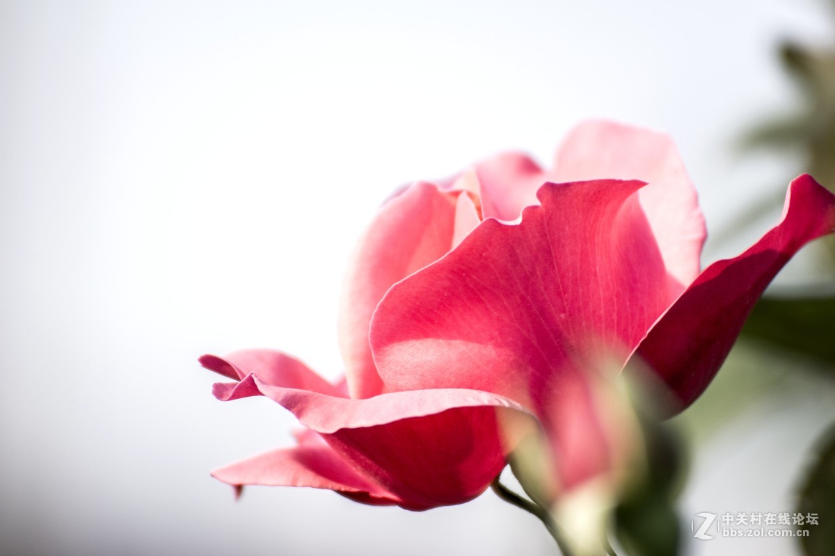 #ZOL月赛-四月物语#+魅影