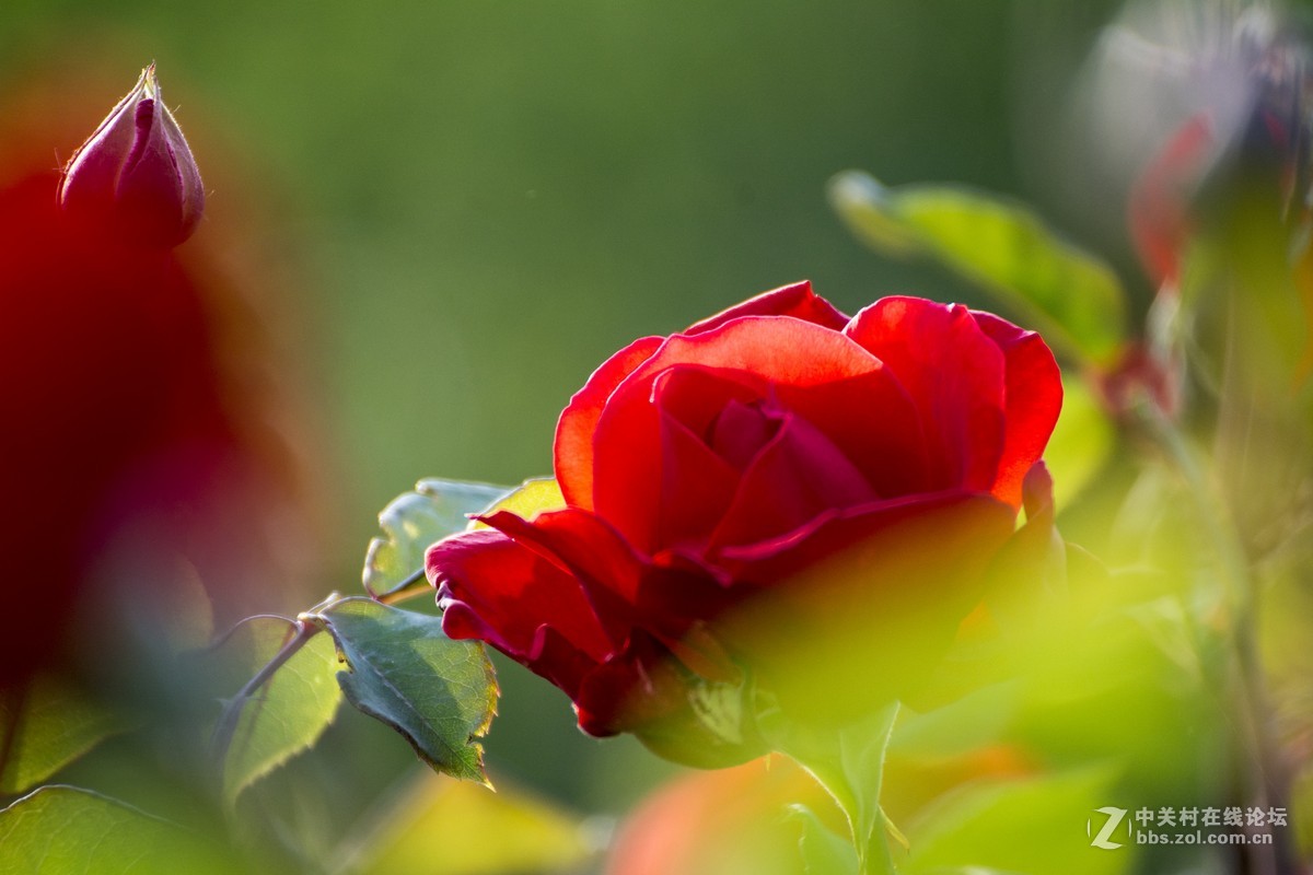 #ZOL月赛-四月物语#+魅影