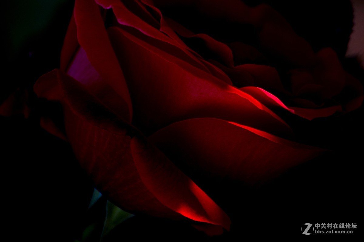 #ZOL月赛-四月物语#+魅影