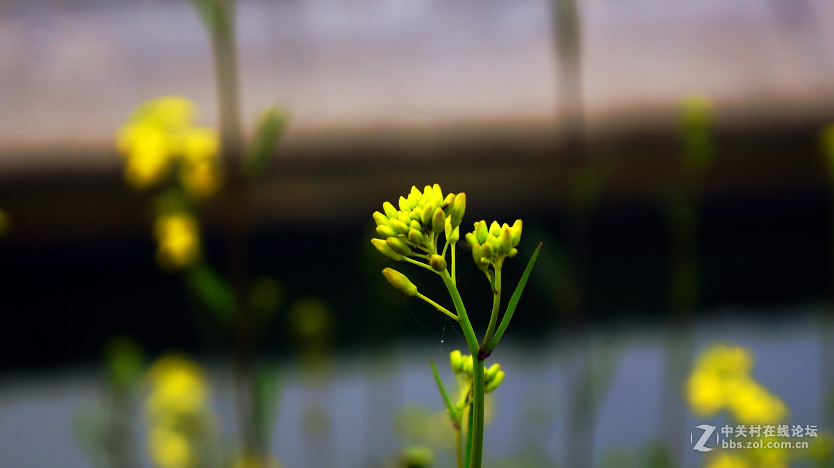 路边野菜花也娇艳