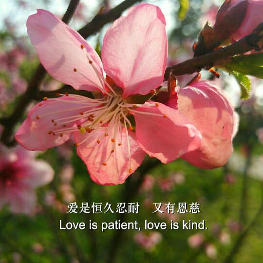 #佳能月赛-人间四月天#桃花