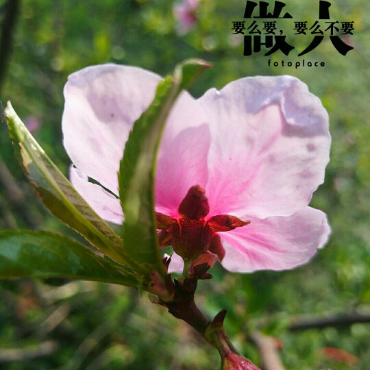 #佳能月赛-人间四月天#桃花