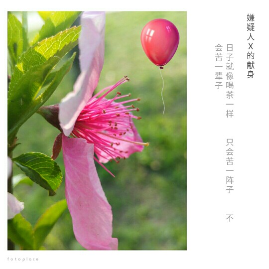 #佳能月赛-人间四月天#桃花