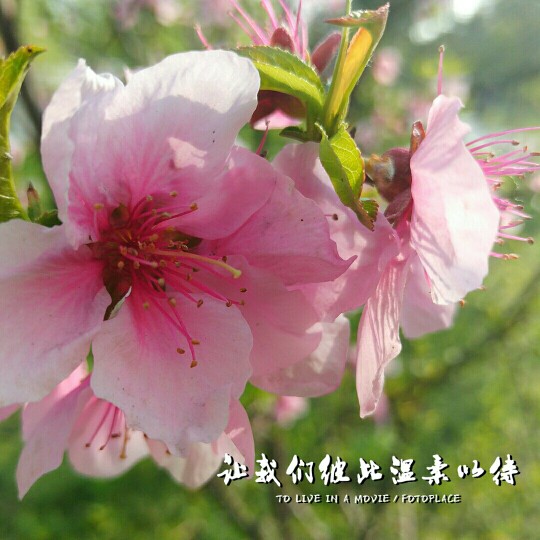 #佳能月赛-人间四月天#桃花